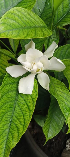 Πανέμορφο Λευκό Λουλούδι Ανθοφορία — Φωτογραφία Αρχείου