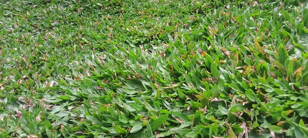 Hierba Verde Cerca Textura — Foto de Stock