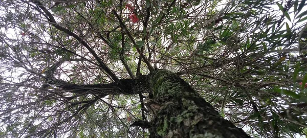 Ast Und Blätter Alter Großer Baum — Stockfoto