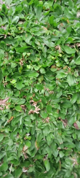 Green Grass Close Texture — Stock Photo, Image