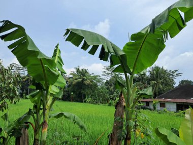 banana trees green rice field nature background clipart