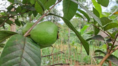 Guava meyvesinin makro fotoğrafı hala sapında asılı. 