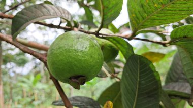 Guava meyvesinin makro fotoğrafı hala sapında asılı. 
