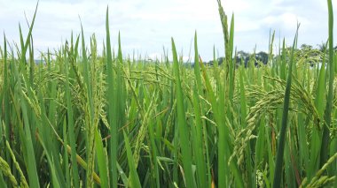 green rice plant close up