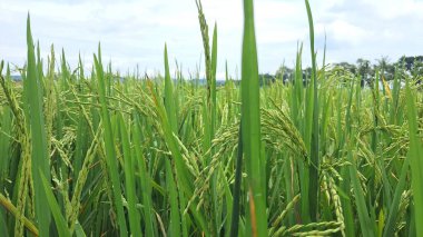 green rice plant close up