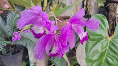 Cattleya orchids flower blooming in the garden clipart