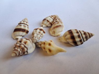 Beyaz arka planda deniz salyangozları 