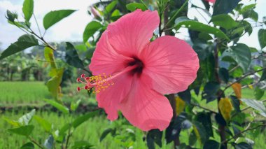 Bunga Sepatu atau Bunga Raya, Doğu Asya kökenli Malvaceae ailesinin bir çalısıdır.