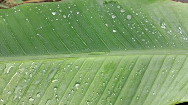 Yeşil muz yapraklarına yağmur damlaları 