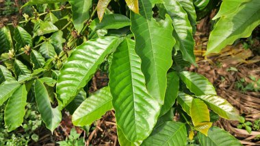 Kahve yaprakları tarlaya yakın.