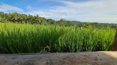 Kırsal bir ahşap masadan elde edilen yemyeşil pirinç tarlasının huzurlu manzarası.