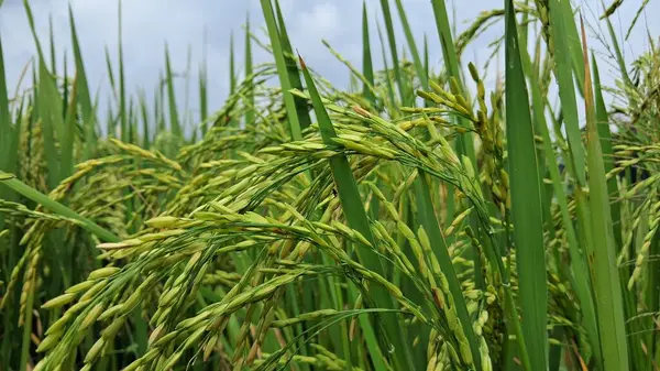 Olgunlaşmamış pirinç tanelerinin (Oryza sativa) yemyeşil bir çeltik tarlasında büyüyen sapların Macro fotoğrafı