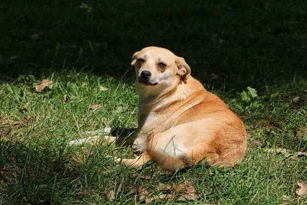 Бездомный Милый Красный Пес Отдыхает Зеленой Траве Освещенной Солнцем — стоковое фото