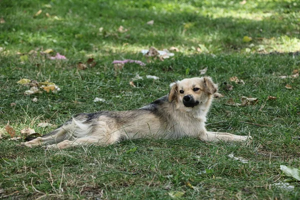 Mały Bezdomny Pies Blond Włosami Leży Zielonej Trawie Oświetlonej Słońcem — Zdjęcie stockowe
