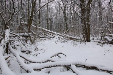 Karlı bir kış ormanında devrilmiş ağaçlar soğuk ve bulutlu bir günde kar tabakasının altında yatıyor..