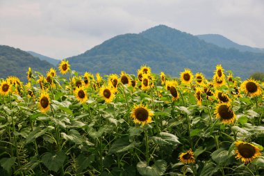 Çiçek açan sarı ayçiçekleri ormanlı dağların arka planında.