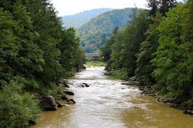 Ormandaki dağ nehri. Nehir ormanın içinden akar..