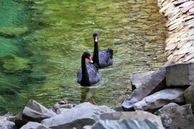 Bir çift siyah kuğu gölette yüzüyor..