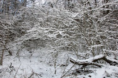 Büyük bir kar tabakası ile kaplı, aşılmaz yoğun çalılarla dolu bir kış ormanı..