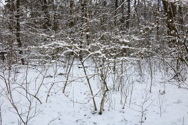 Büyük bir kar tabakası ile kaplı, aşılmaz yoğun çalılarla dolu bir kış ormanı..