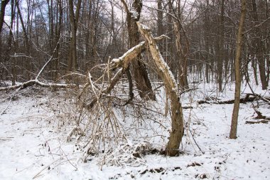 Güneşli bir günde, kışın karlı ormanda, kurumuş ağaç, yakın plan..