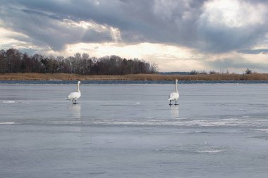 Baharın başlarında bulutlu bir günde donmuş bir gölde vahşi kuğular. Doğa bileşimi.