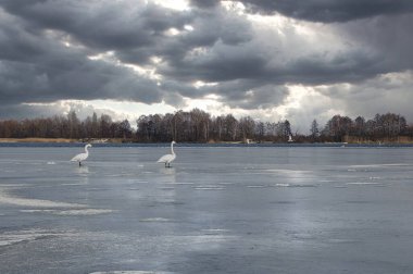 Baharın başlarında bulutlu bir günde donmuş bir gölde vahşi kuğular. Doğa bileşimi.