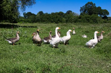 Güneşli bir yaz gününde çayırdaki bir kaz sürüsü. Yakın plan..