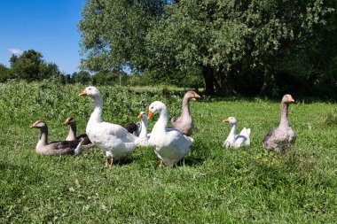 Güneşli bir yaz gününde çayırdaki bir kaz sürüsü. Yakın plan..