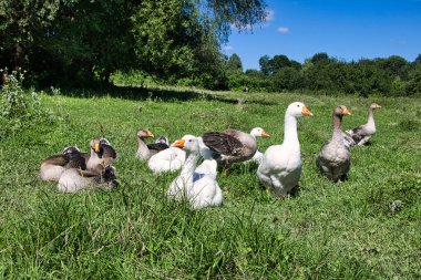 Güneşli bir yaz gününde çayırdaki bir kaz sürüsü. Yakın plan..