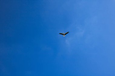 Güneşli bir günde gökyüzünde yükselen balıkçıl, aşağıdan görülür..