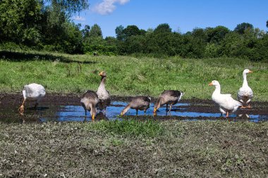 Güneşli bir yaz gününde çayırdaki su birikintisinin yakınındaki bir kaz sürüsü. Yakın plan..