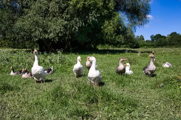 Güneşli bir yaz gününde çayırdaki bir kaz sürüsü. Yakın plan..