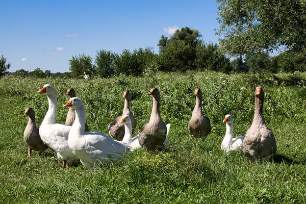 Güneşli bir yaz gününde çayırdaki bir kaz sürüsü. Yakın plan..