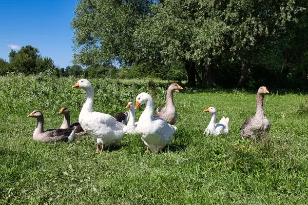 Güneşli bir yaz gününde çayırdaki bir kaz sürüsü. Yakın plan..