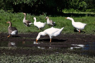 Güneşli bir yaz gününde çayırdaki su birikintisinin yakınındaki bir kaz sürüsü. Yakın plan..