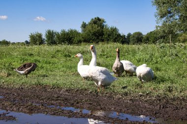 Güneşli bir yaz gününde çayırdaki su birikintisinin yakınındaki bir kaz sürüsü. Yakın plan..