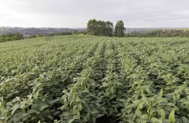 Soy plantation in the municipality of Rio Azul, Parana, Brazil. Growth phase, denoting good cultivation free of pests and diseases.