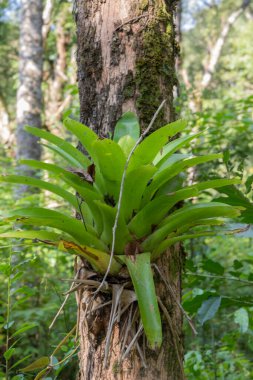 Bromeliad from southern Brazil, scientific name Vriesia reitzii (in Latin), without flowers. Selective focus.