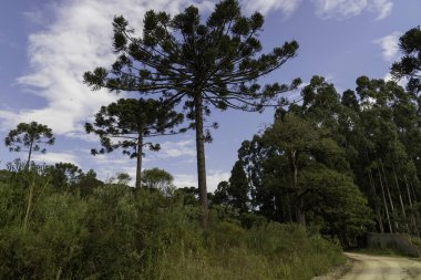 Parana pine, with the scientific name Araucaria angustifolia (in Latin), with a beautiful blue sky in the background with clouds forming a beautiful contrast of colors to the landscape.