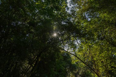 Summer sun peeking through leaves in the highland Atlantic Forest in the state of Parana southern Brazil.
