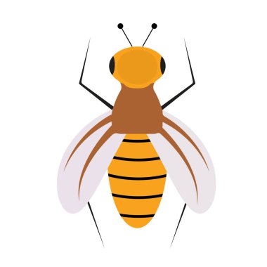 İzole edilmiş beyaz arka planda düz bir arı.