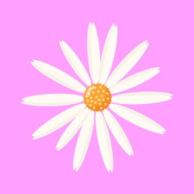 Papatya çiçeği. Kartpostal ya da reklam için bahar tasarımı öğesi. İzole edilmiş arkaplanda botanik illüstrasyon.