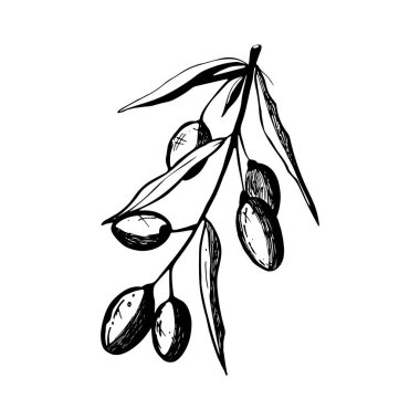 Zeytin dalı ve zeytin yağının el çizimi.