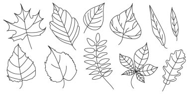 Farklı ağaçların karalama yaprakları. Oak, akçaağaç, huş ağacı, karaağaç, rowan, kül, söğüt. Vektör.