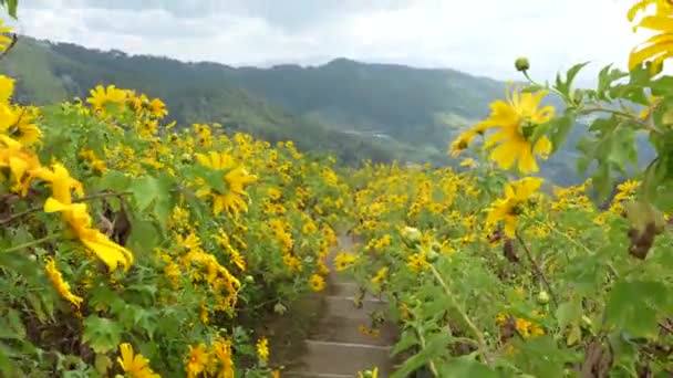 Žlutě Kvetoucí Mexické Slunečnice Pod Modrou Oblohou Zimním Období Severu — Stock video