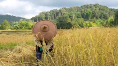 Asyalı çiftçi Tayland 'da tarımsal alanda çeltik mahsulü hasat ediyor. Güzel bir yaz günü, hasat mevsiminde orak kullanarak pirinç tarlaları kesen dişi bir köylü. Yüksek kalite 4k görüntü