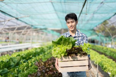 Smiling male gardener holds box of fresh green red lettuce vegetables in greenhouse garden. Young asian farmer harvest natural organic salad vegetables on hydroponic farm cultivation.