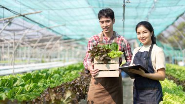 Asian woman and man farmer working together in organic hydroponic salad vegetable farm. inspect quality of lettuce in greenhouse garden.