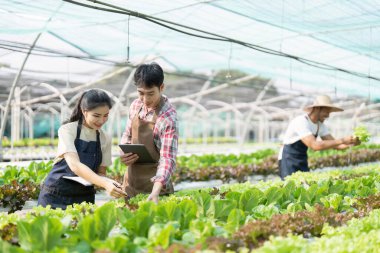Asian woman and man farmer working together in organic hydroponic salad vegetable farm. using tablet inspect quality of lettuce in greenhouse garden.